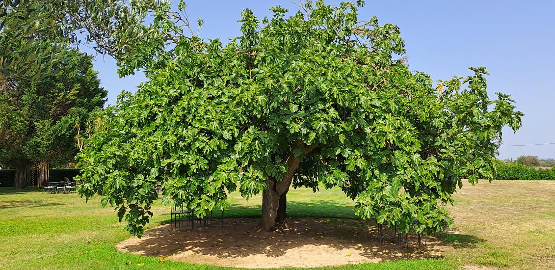 Jardí
